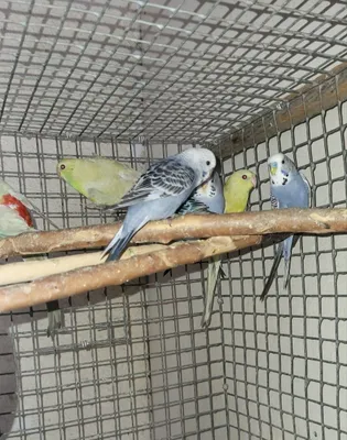 Pepchi to‘tiqushlari sotiladi 1