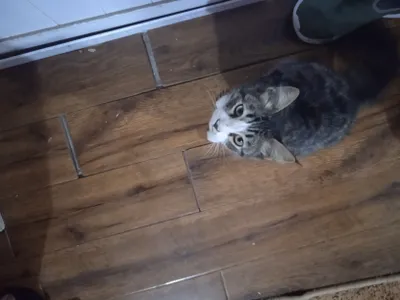 Кошка