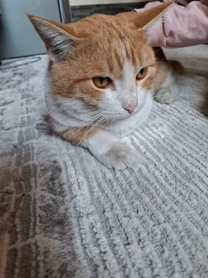 Продаётся котёнок 1