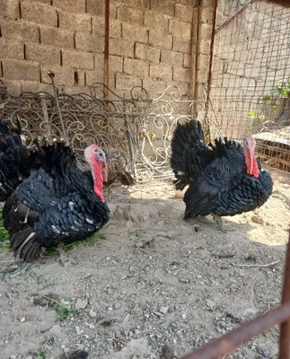 Kurka sotiladi so'yishga tayyor 1donasi bir millon manzil qo'yliq 1