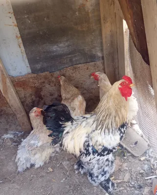 Продаются куры: 1 петух породы брама, 1 курица брама, 4 обычные курицы 1