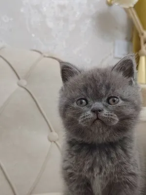 Продаются породистые котята, 1,5 месяца 1
