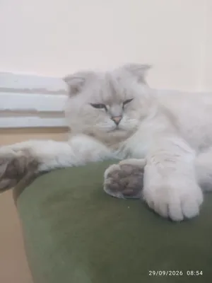 Scottish Fold (Shotland vislo / tushmachoq quloq) 1