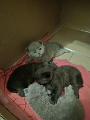 Bukilgan quloqli mushukchalar sotiladi. 1