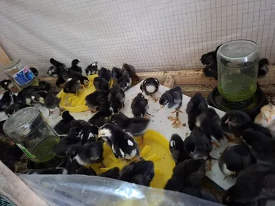 Цыплята / Цыплята настоящей андижанской чёрной курицы в продаже. Вакцинированы.