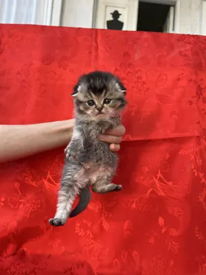 Кошка шиншилла 1