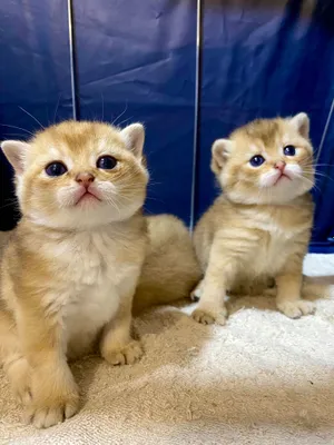 Anastasiya Sivaeva videoda striptiz ijro etmoqda.