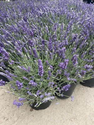 Bazamiz dalalaridan lavanda 1