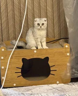 Британская скотиш фолд 1