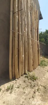 Срочно продаётся тополь 1