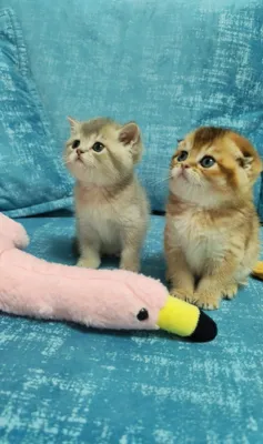 Котята от правильной вязки 1