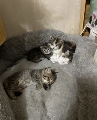 Котята Страйк Висло ушки 1