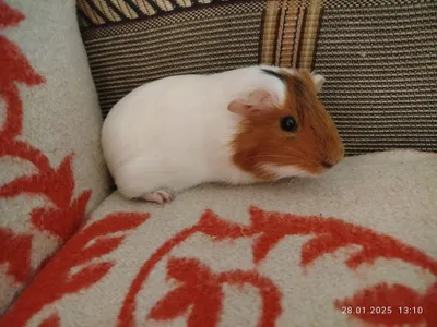 dengiz qoʻlguinea choʻchqalari 1
