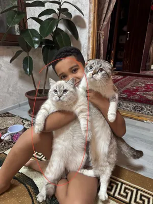 Вязка! Предлагаем опытного кота для вязки с кошками 1