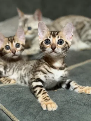 Бенгальский котенок 1