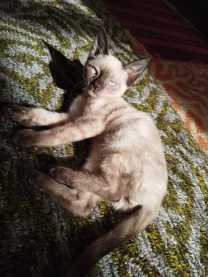 Italiya kino erotik jinsiy aloqa