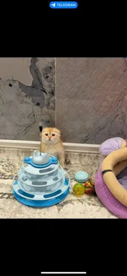 Скотиш фолд окрас золотая шиншилла продаётся!