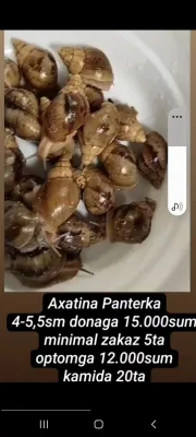 Улитки по низким ценам, готовы к терапии