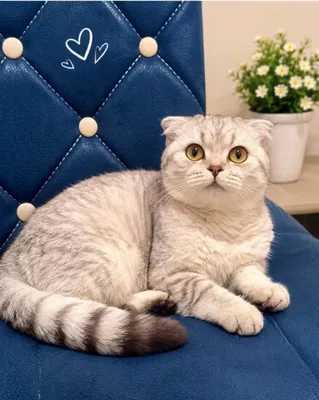 Кошка породы скоттиш-фолд