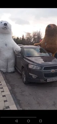 Плюшевые мишки 1