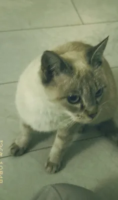 Сиамский кошка ка 1