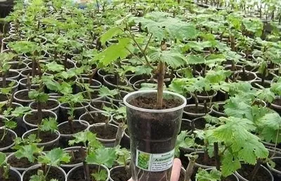 Саженцы винограда оптом