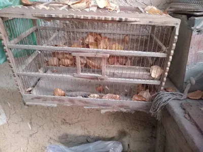 Есть клетки для птиц на продажу 1