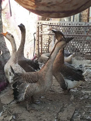 Faqat erkak g‘ozlar 1