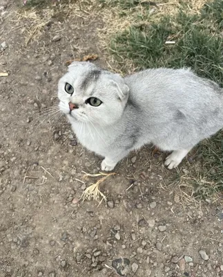 Scottish Fold silver/shaded 1
