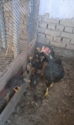 Дакан товук жожаси билан