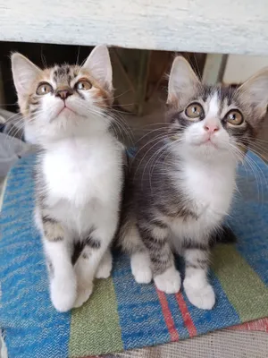 Котенок пристраивается. 1
