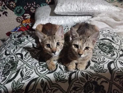 Belochka ismli Qiz & Simba ismli O'g'il o'ynoqi va g'ayratli 1