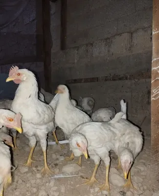 Продаются петушки 1