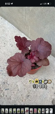 Гейхера 1