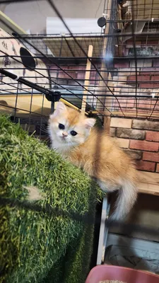 котёнок, кошка, мушукча золотая шиншила 1