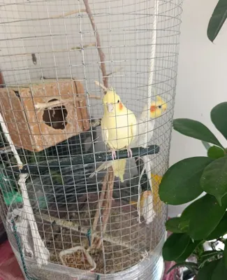 2 кареллы