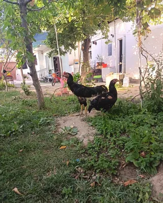 Продаются цыплята байцового кариса 1