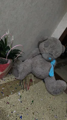 teddy ayiq 1