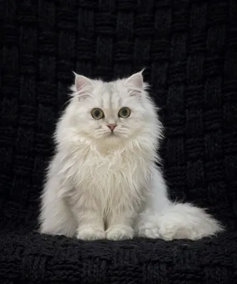 Продаётся чистокровный British Longhair Silver Chinchilla (ns11)
