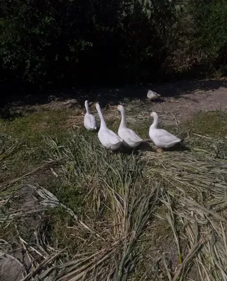 Gʻozlar sotiladi 1