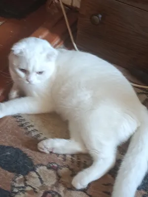 Кот белый вислоухий. 1год 1