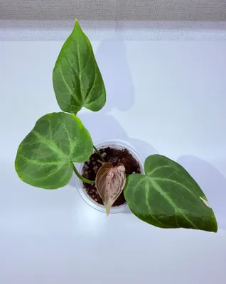 Anthurium, xona o‘simliklari 1