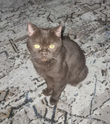 Кот 3