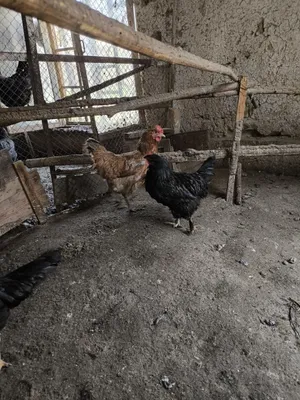 Продаются несущиеся куры 1