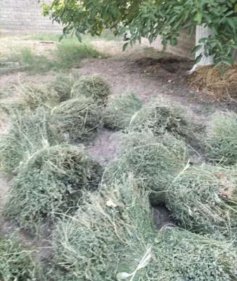 Продаётся люцерна, от 8 000 1