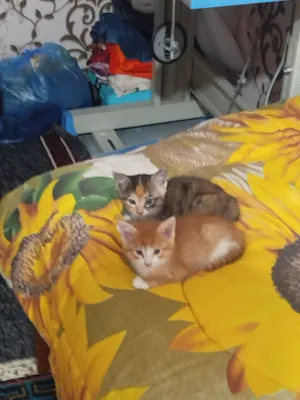 miwiq wundan yana 2ta bor