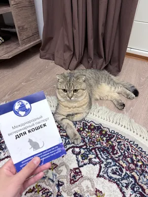 mushuk zotdor, jinsi erkak sotiladi