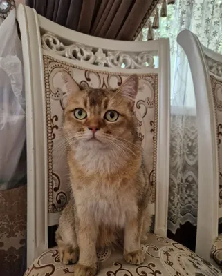 Бесплатно отдам кота золотистого шиншиллового окраса 1
