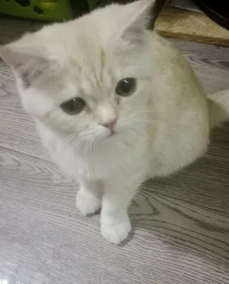 Золотая шиншилла котенок 1