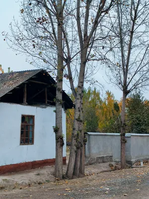 qora terak